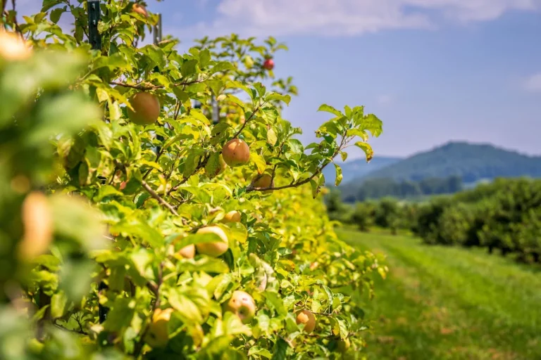 Landgasthof paradise apple orchard germany