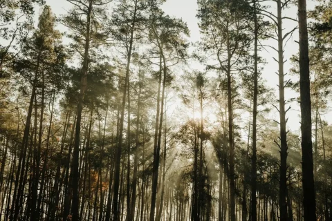 Eden retreat australia nature forest